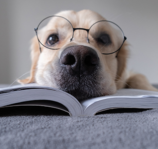 a dog wearing glasses on top of a book
